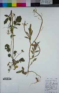 Cardamine occidentalis image