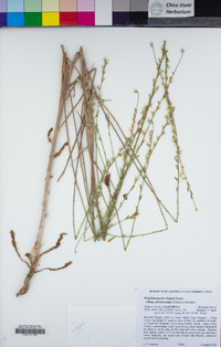 Stephanomeria virgata subsp. pleurocarpa image