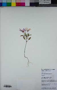 Clarkia concinna subsp. concinna image