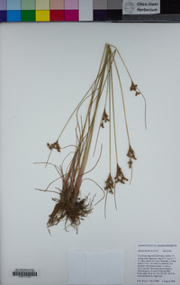 Juncus dichotomus image