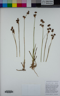 Juncus howellii image