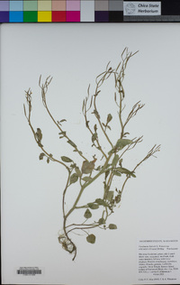 Cardamine breweri image