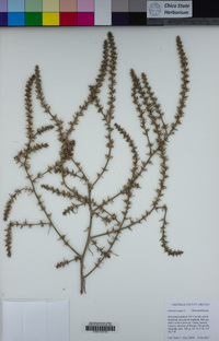 Salsola tragus image