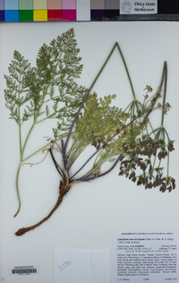 Lomatium macrocarpum image