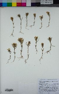 Castilleja campestris subsp. campestris image