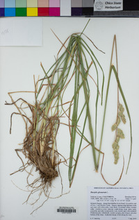 Dactylis glomerata image