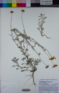 Eriophyllum lanatum image