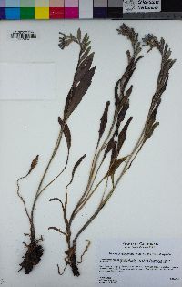 Mertensia oblongifolia var. oblongifolia image