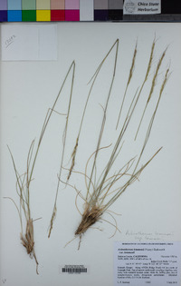 Eriocoma lemmonii subsp. lemmonii image