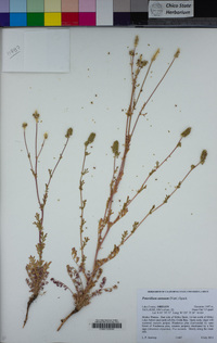 Poteridium annuum image