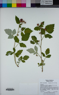 Rubus leucodermis image