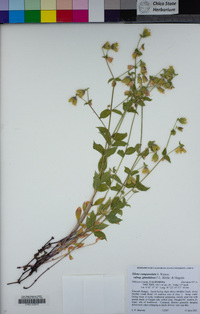 Silene campanulata subsp. glandulosa image