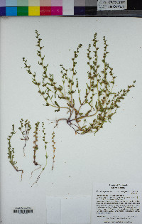 Veronica peregrina subsp. xalapensis image