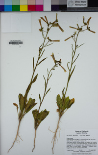 Nicotiana attenuata image