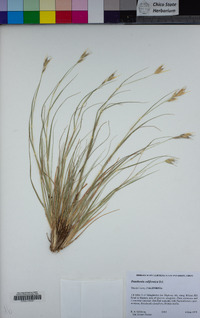 Danthonia californica image