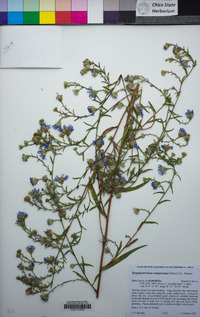 Symphyotrichum subspicatum image