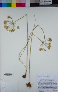 Triteleia hyacinthina image