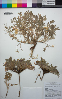 Astragalus purshii image