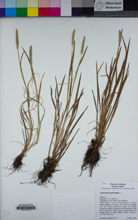 Alopecurus geniculatus image