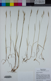 Bromus racemosus image