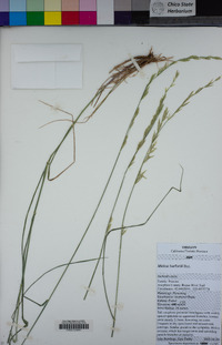 Melica harfordii image