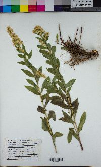 Solidago velutina image