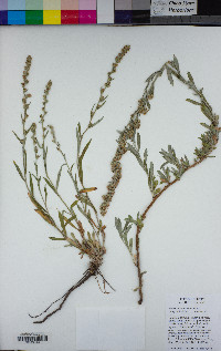 Artemisia ludoviciana subsp. ludoviciana image