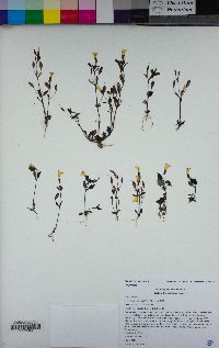 Erythranthe trinitiensis image