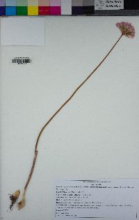 Allium sanbornii image