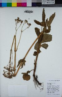 Valeriana sitchensis image