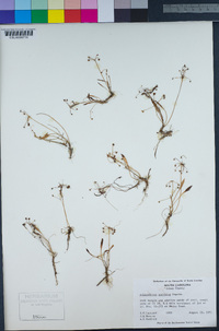Image of Helanthium tenellum