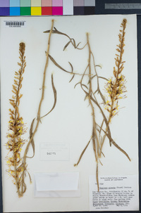 Stanleya pinnata image