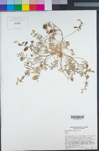 Astragalus nutans image