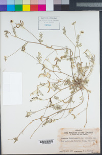 Astragalus nuttallianus var. cedrosensis image
