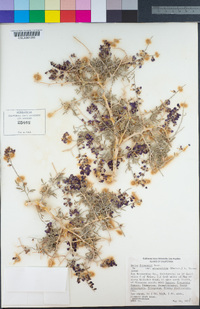 Psorothamnus arborescens image