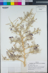 Psorothamnus schottii image