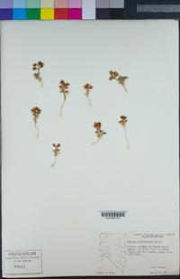Lupinus flavoculatus image