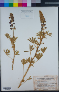 Lupinus hyacinthinus image
