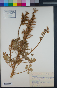 Lupinus hirsutissimus image