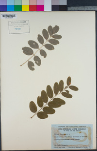 Robinia pseudoacacia image