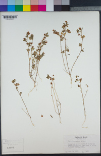 Trifolium dubium image