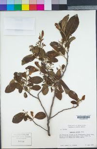Image of Casearia nitida
