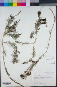 Myriophyllum sibiricum image