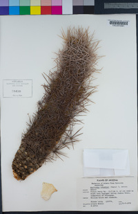 Sclerocactus johnsonii image