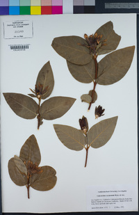 Calycanthus occidentalis image