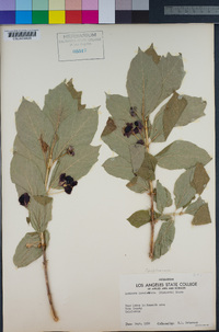 Lonicera involucrata image