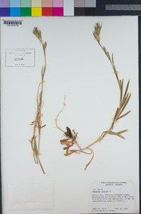 Dianthus armeria image