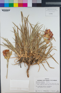 Image of Dianthus cruentus