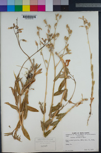 Silene vulgaris image