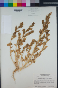 Chenopodium rubrum var. rubrum image